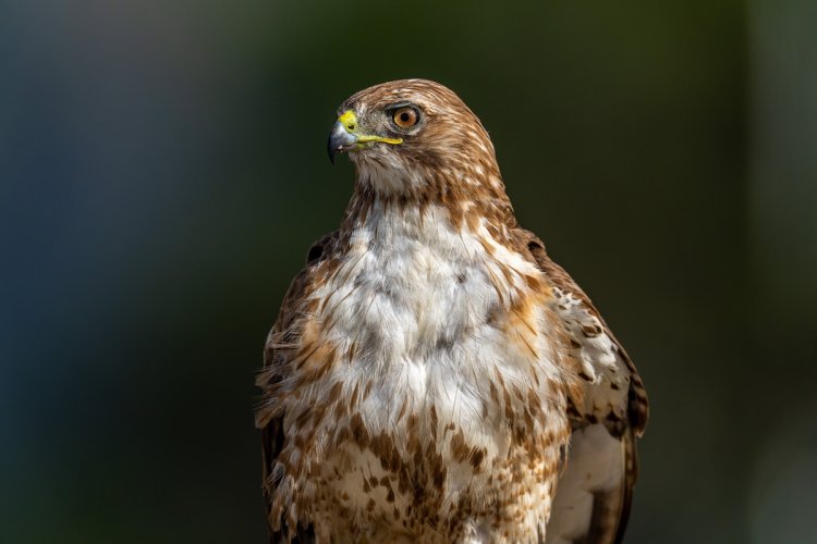 Red tailed hawk portrait...