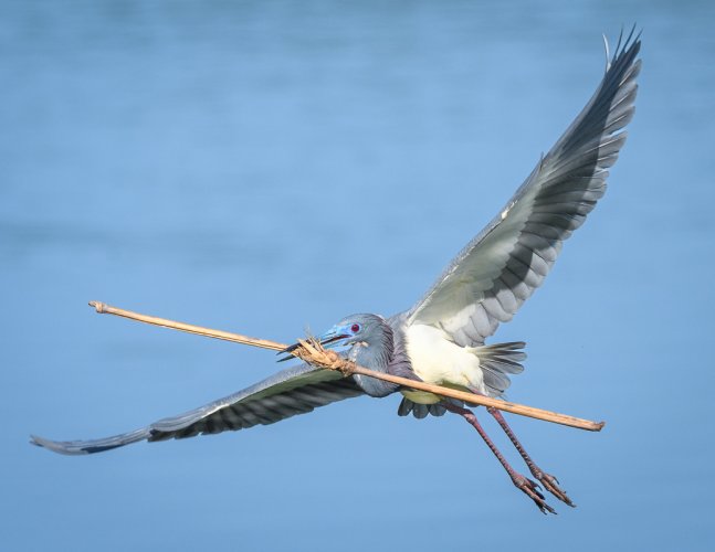 Tricolored Heron with cargo