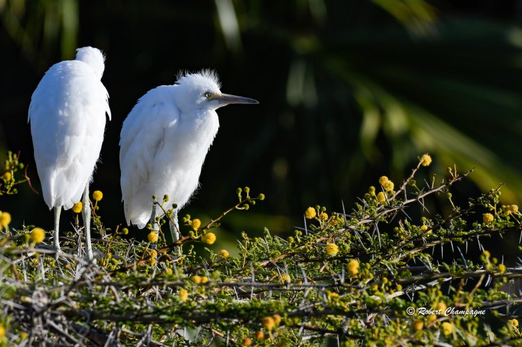 A pair of Snowy Egrets