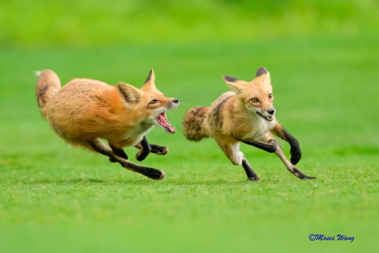 Fox chase