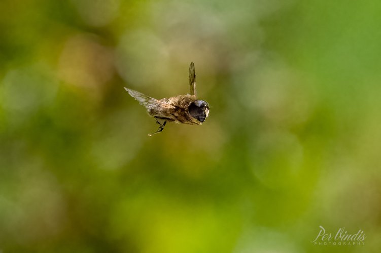 Eristalis tenax, the common drone fly
