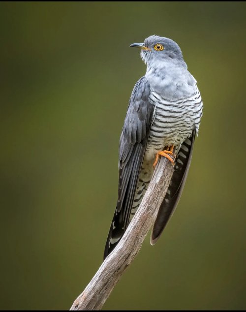 Colin the Cuckoo