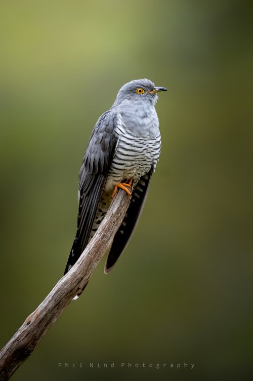 Colin the Cuckoo