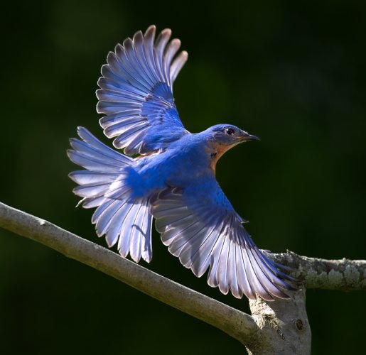 Backyard Bluebird BIF