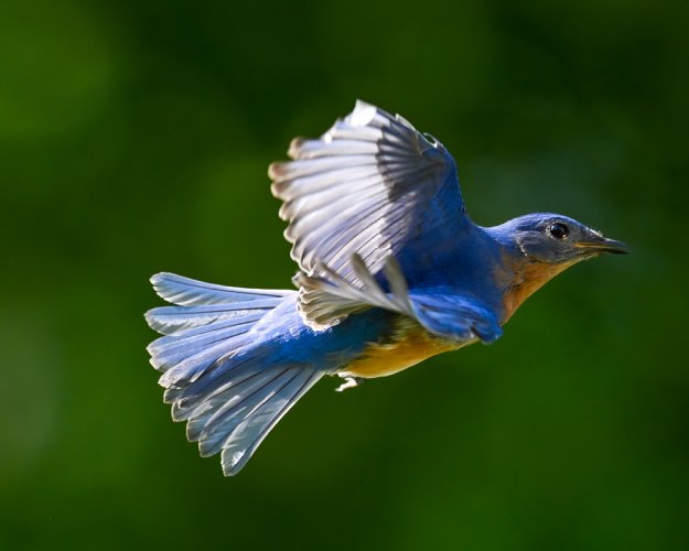 Backyard Bluebird BIF