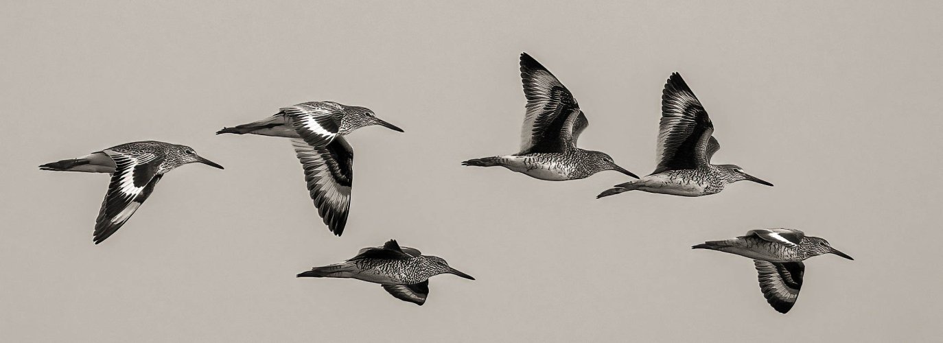 A Willet Formation Fly By