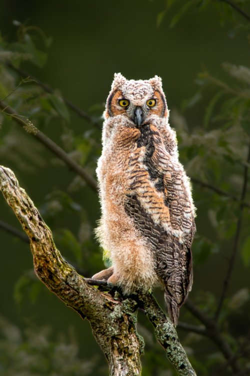 Newly fledged Great Horned Owl