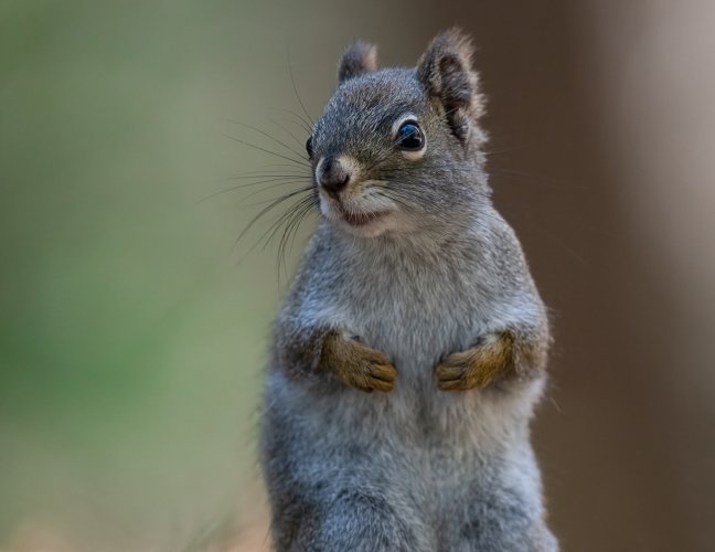 Who knew? Red Squirrels wear gloves....
