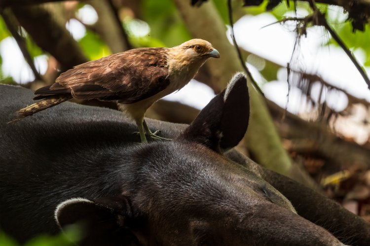 When a caracara and a tapir help each other...