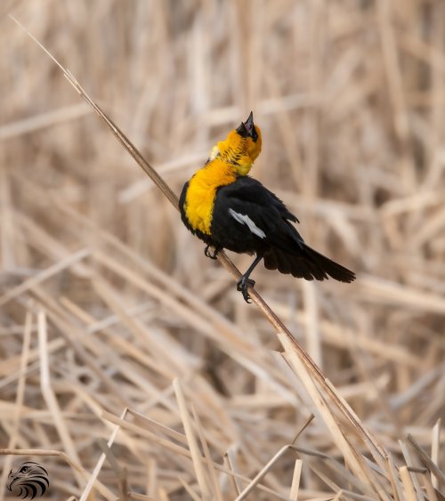 Yellow-headed Blackbird singing for the ladies...