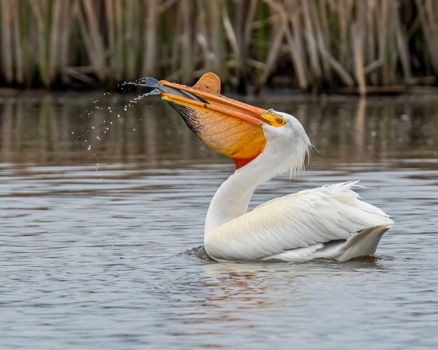 White Pelican catches lunch