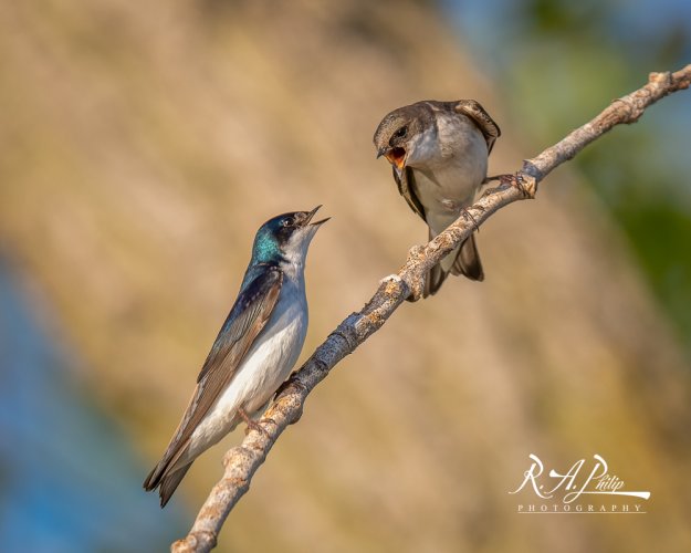 Tree Swallows - the female is always right