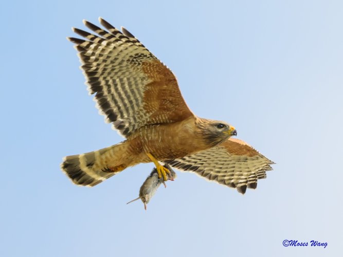 Red-shouldered Hawk catching Vole