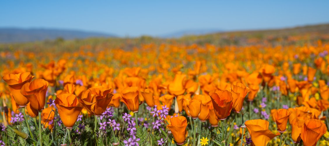 Hello Spring '23 California Poppy Fields