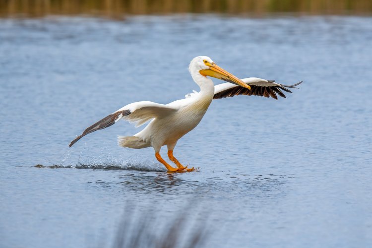 White Pelican landing