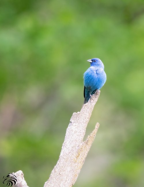 Front & back pose of an Indigo Bunting