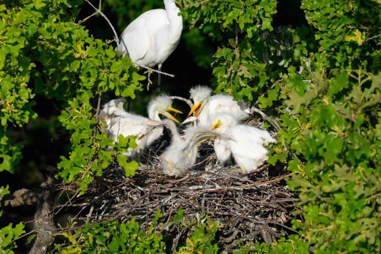 Egret feeding - four at a time