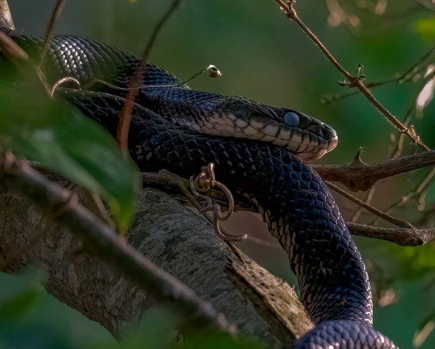 Rat Snake Resting in Cape May