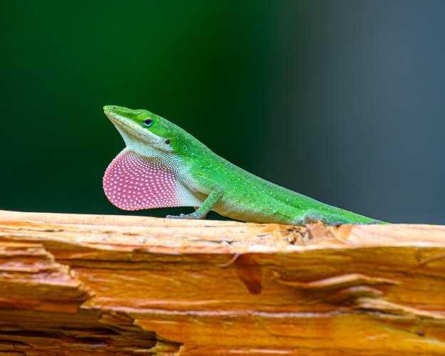 Anole on the fence