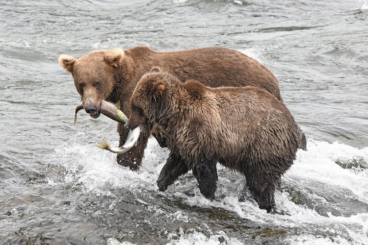 Mom and her cub fishing--Brooks Falls