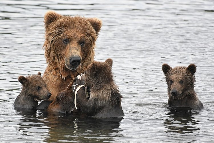 Mom and her cubs