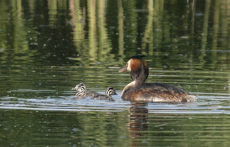 Great Crested Grebes and family