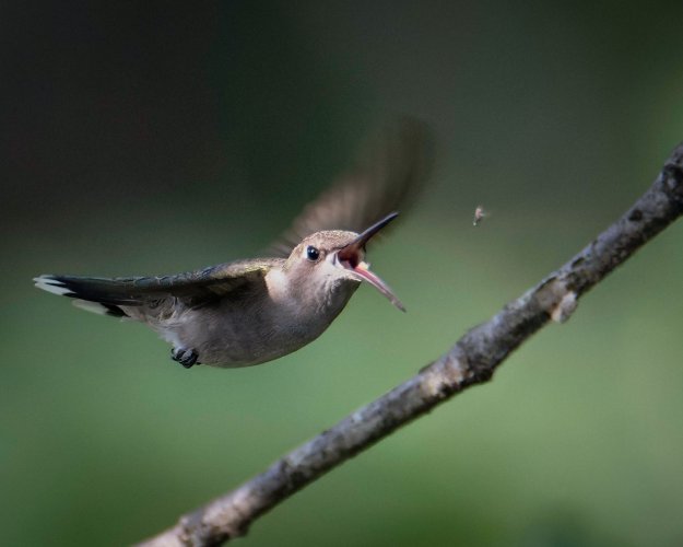 Hummingbird grabbing a little protein.