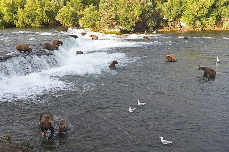 Bears at the falls--Brooks Falls
