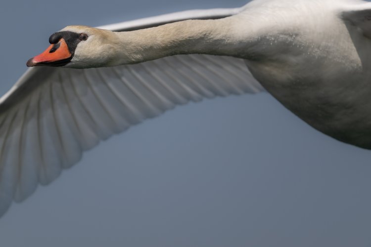 I ducked! (or should I say, swanned?) -- Mute Swan close up