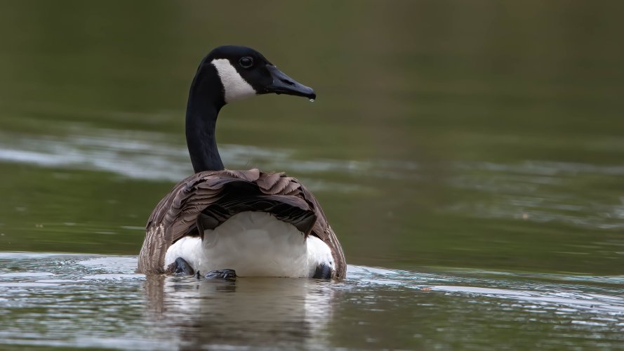 Canada Goose out for a stroll