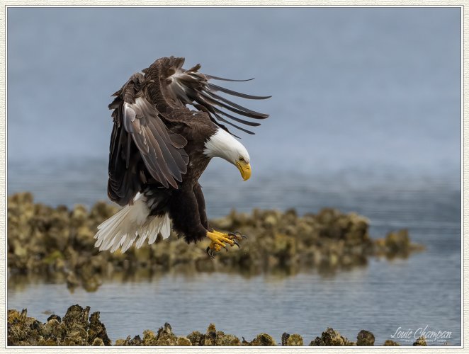 Low tide over the oyster beds...eagles