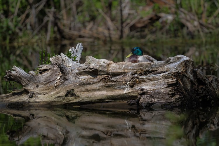 Duck on a log landscape