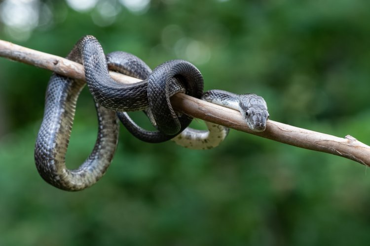 Juvenile Black Rat Snake