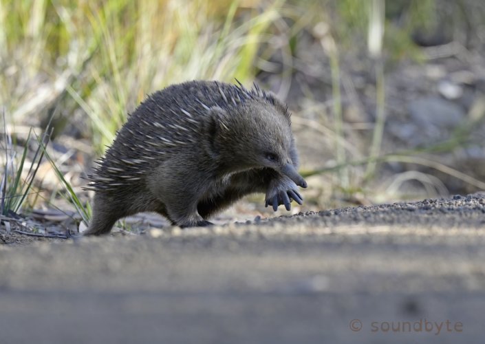 Echidnas, afternoon passing parade, 040623.