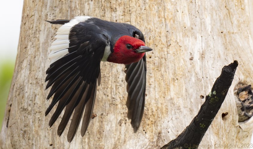 RHWO, Red-headed woodpecker, Palm Beach county, FL