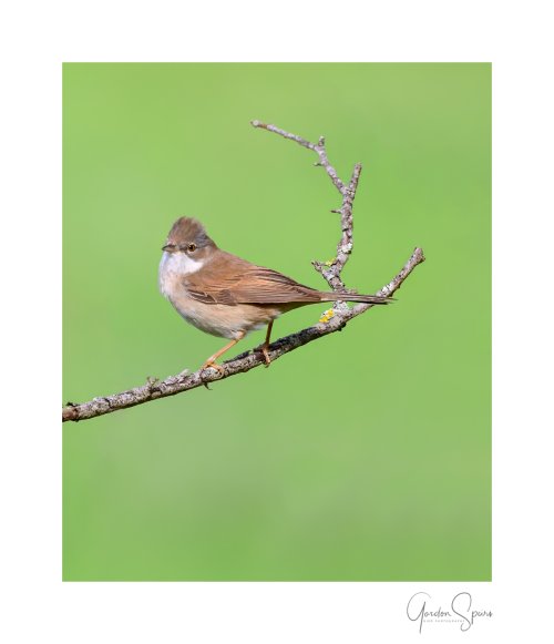 Common Whitethroat Posing