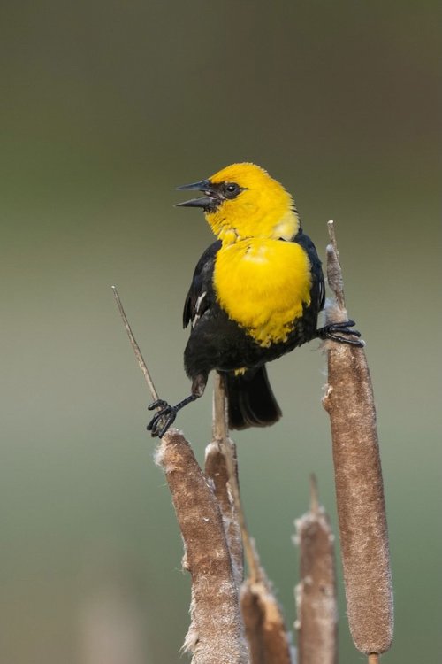 A male Yellow-headed Blackbird belts out his song while straddling some cattails.