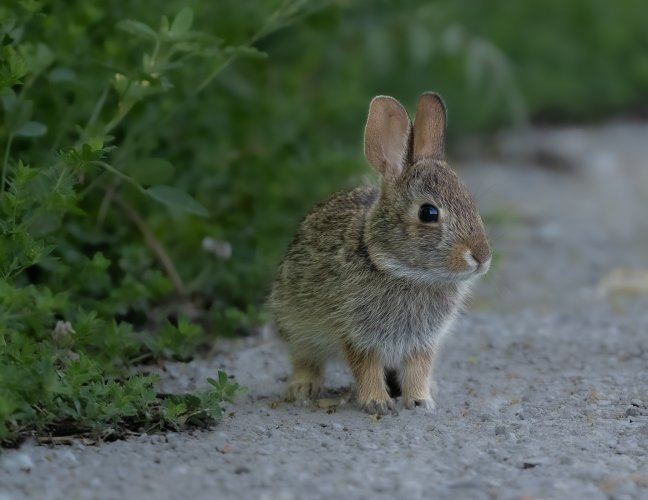 OMGee, a photo of a mammal :) Eastern Cottontail Kit.