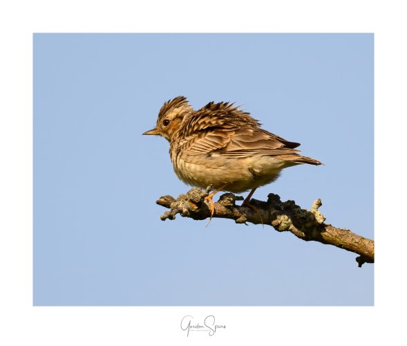 ID Confirmation Required - Is This A Woodlark?
