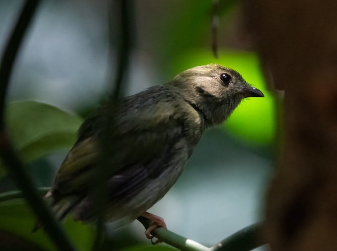 Tropical Birds