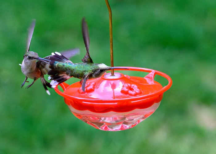 Tag..your it!  Ruby throated hummingbirds