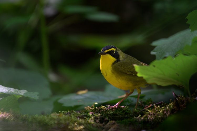 Kentucky Warbler