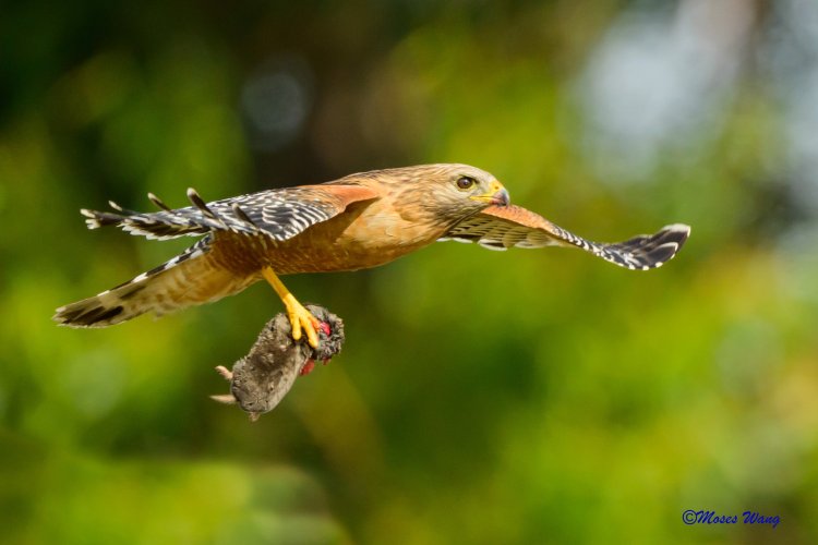 Red-shouldered Hawk catching vole