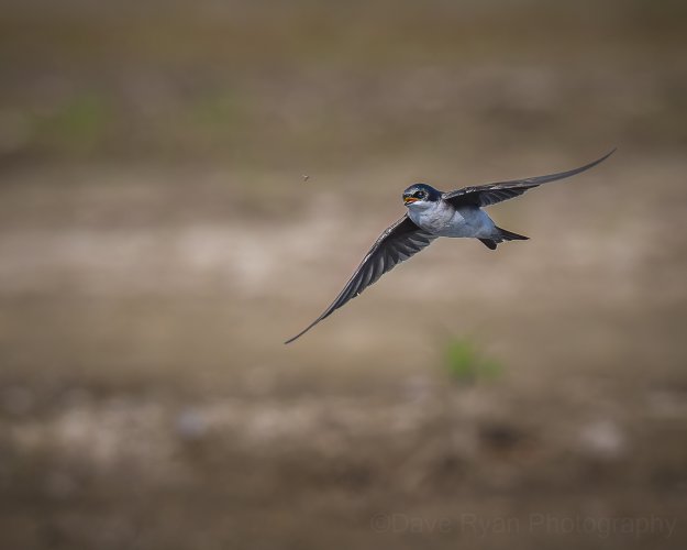Tree Swallows Hunting