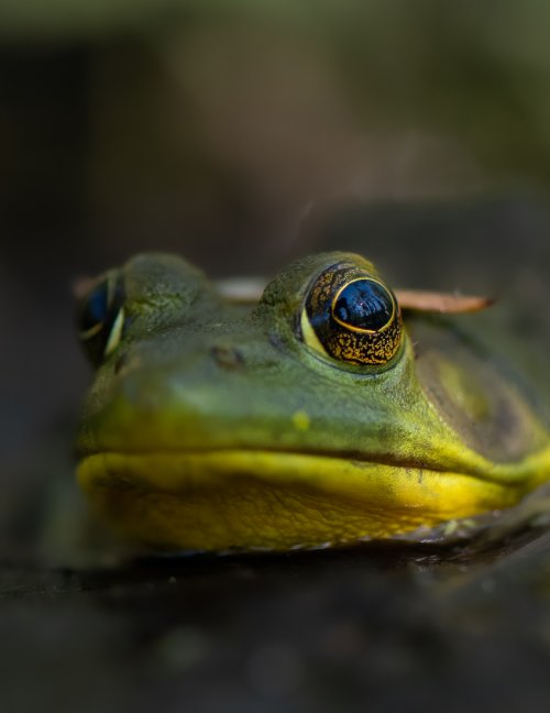 Eye (lens) to eye with a Bullfrog