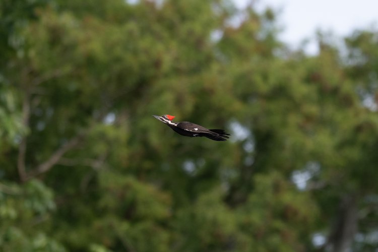 Pileated Woodpecker In Flight