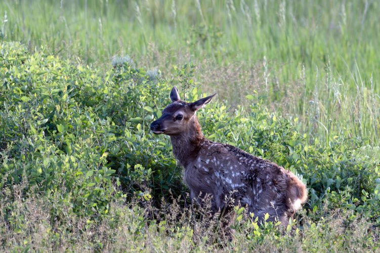 Pretty new elk calf, northwestern Montana