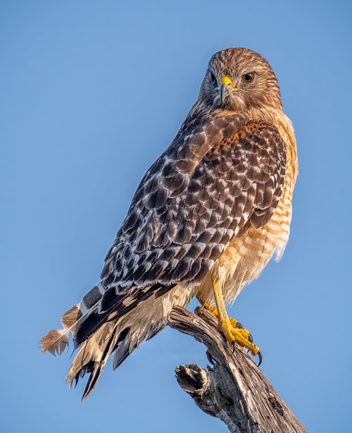 Red Shouldered Hawk eyeing his next meal at Venice Rookery, FL