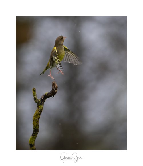 We Have Lift Off - Greenfinch