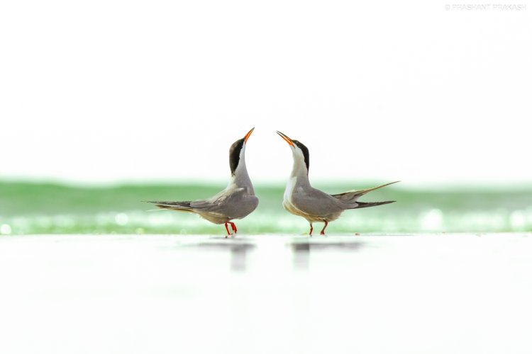 Couple Common Terns